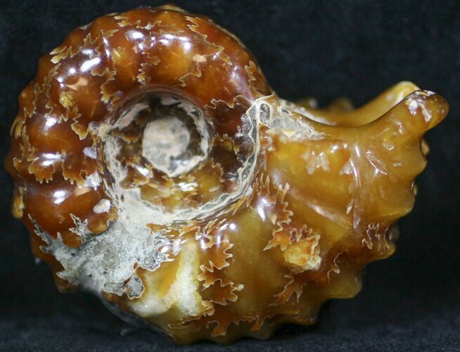 Polished, Agatized Douvilleiceras Ammonite - #29279